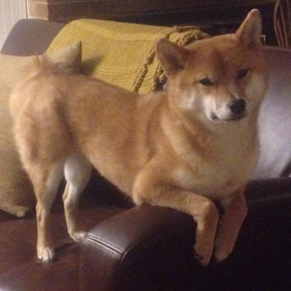 布伦森单骑搅碎悬念，公牛铁蹄踏过深圳防线