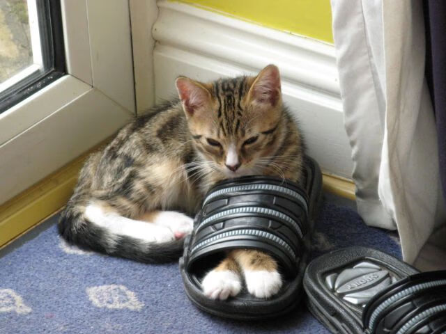 雷霆万钧碾压掘金，新星贝恩挺身成关键先生