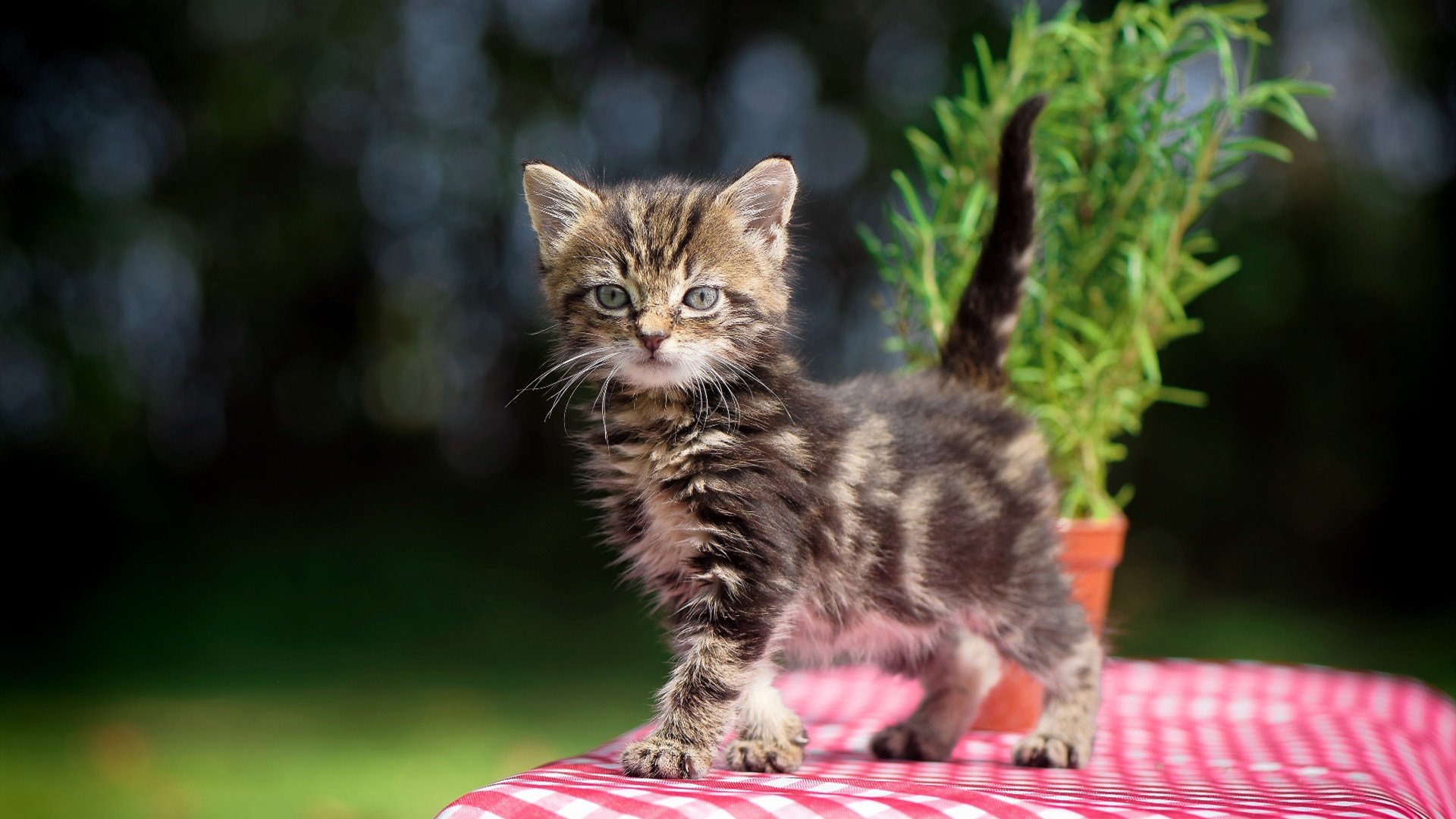 佩德里点燃赛场，技术足球的璀璨焰火，映照切尔西力量风暴淘汰尼日利亚式的狂野