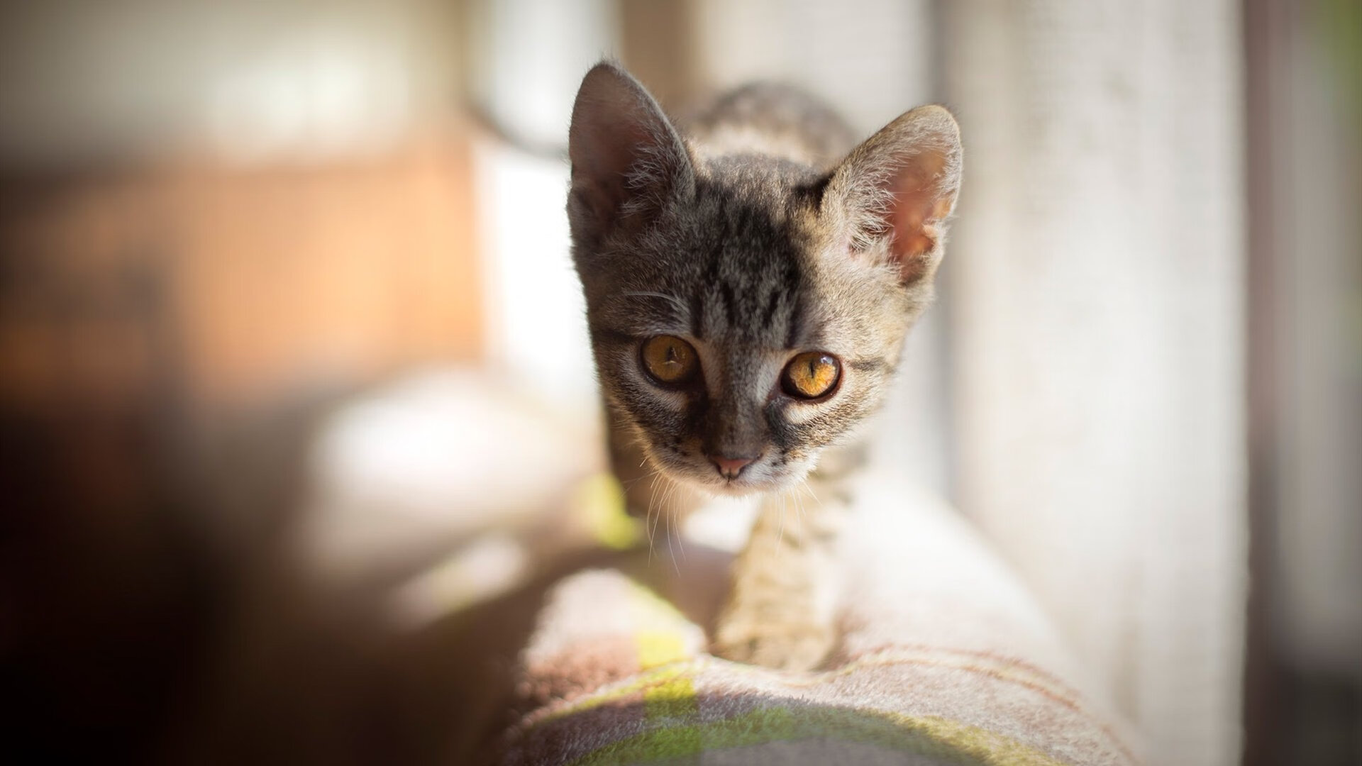 当吉林铁骑踏碎盐湖城,锡安奥运前夜的血性宣言