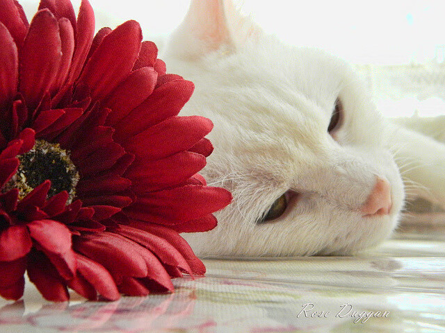 欧洲足坛双重震撼,土耳其黑马淘汰阿森纳,孙兴慜无解表现征服赛场