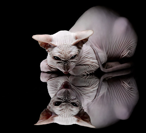 极速追光，当F1的硝烟遇见浓眉的生涯之夜，命运在弯道处相逢