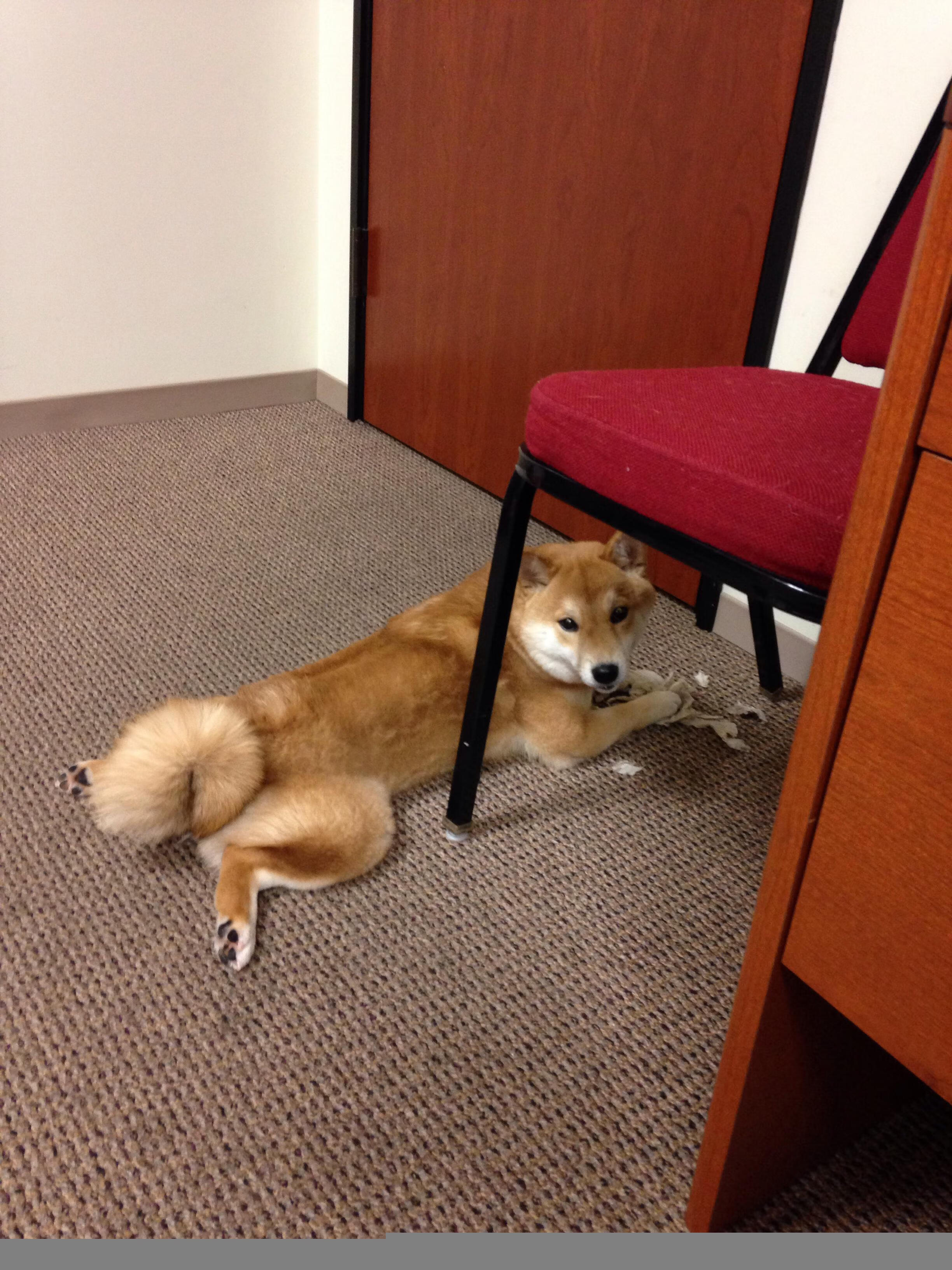 九游APP-雄鹿对阵上海队，马克西定音一射横跨太平洋的致敬