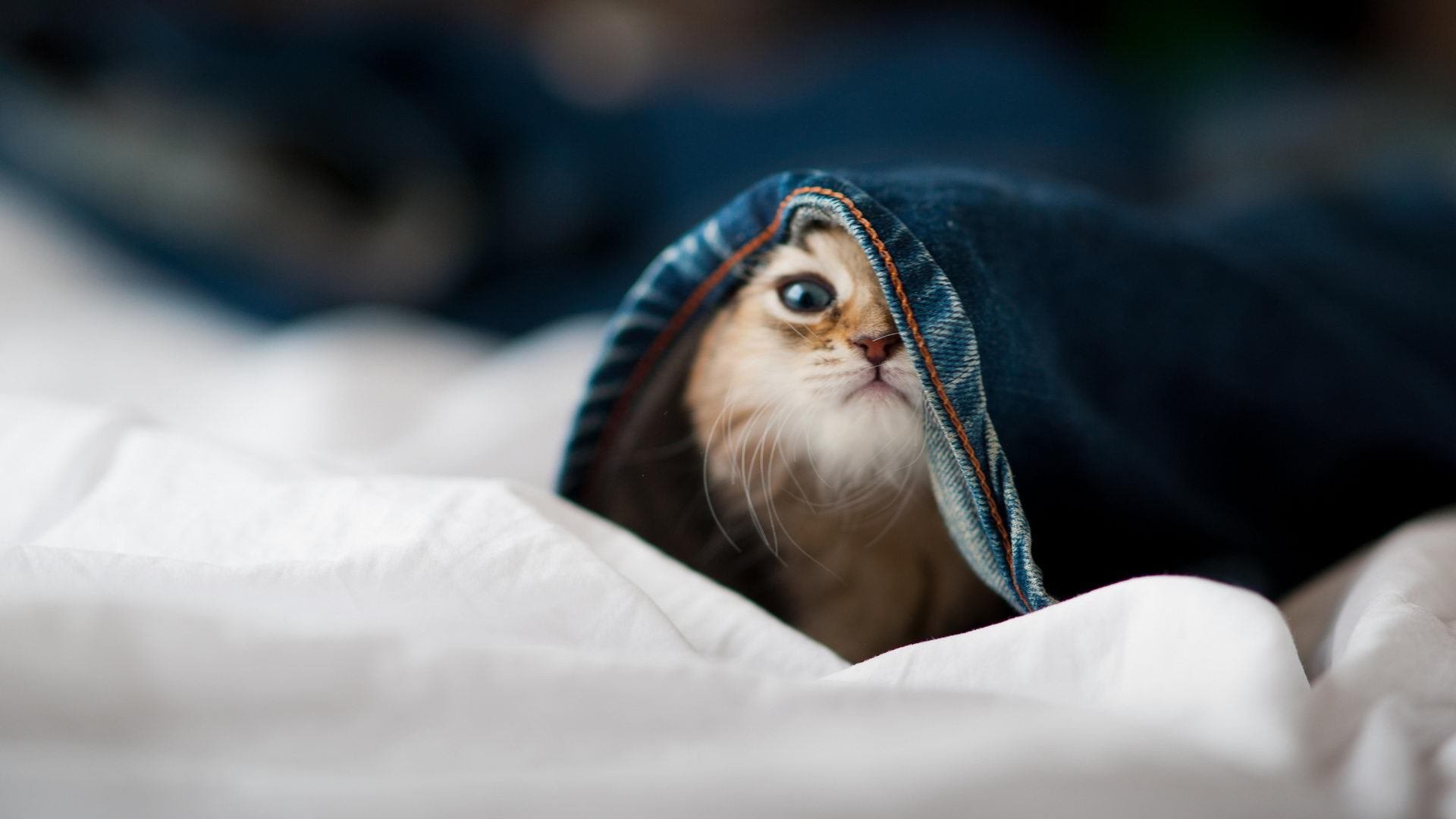 九游娱乐入口-阿圭罗绝杀时刻，末节狂飙导演逆转好戏