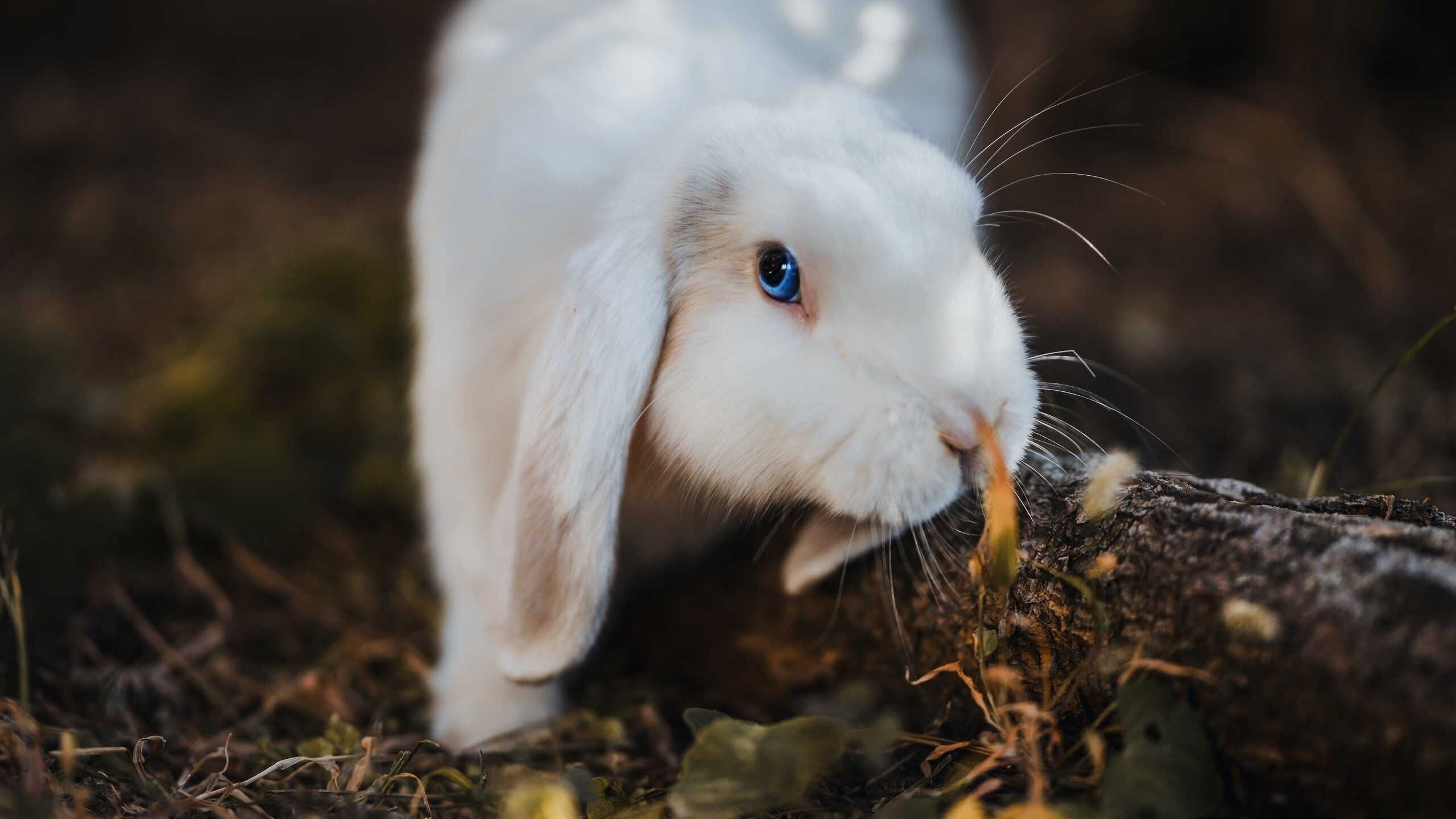 绿茵硝烟与篮下战火，当皇马遇见巴萨，开拓者打穿深圳的竞技密码