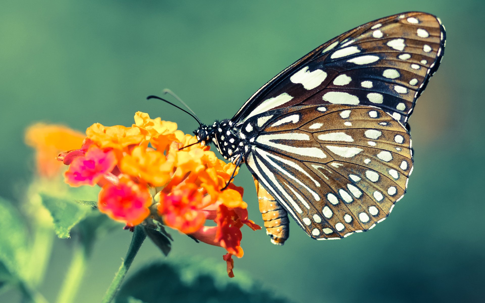 九游体育-欧冠决赛奇迹，尼斯斩落比利亚雷亚尔，加维接管比赛闪耀欧洲