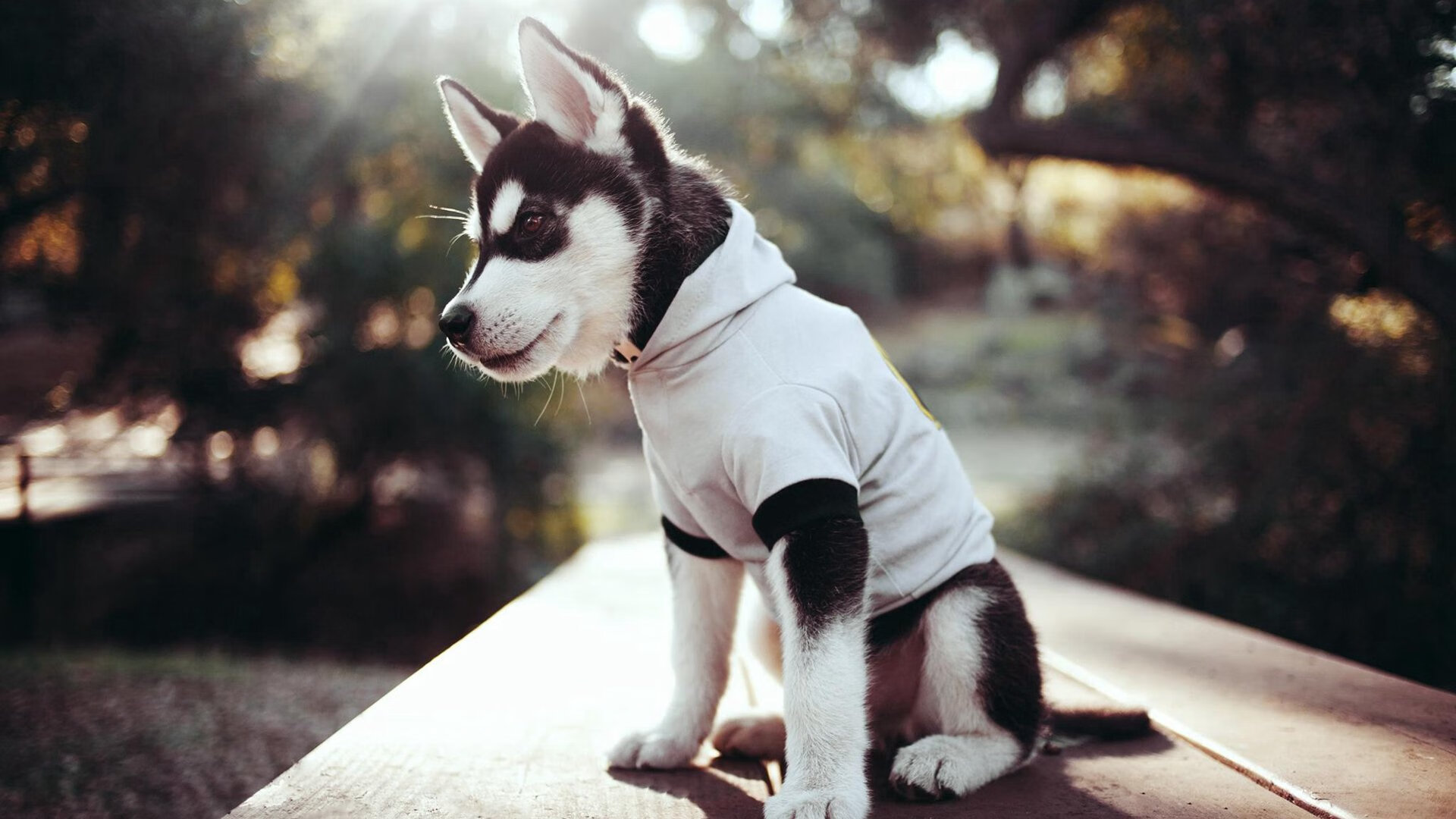 狂胜!非洲新王炸穿波斯铁骑,美加墨世界杯焦点战,马里足球的革命宣言