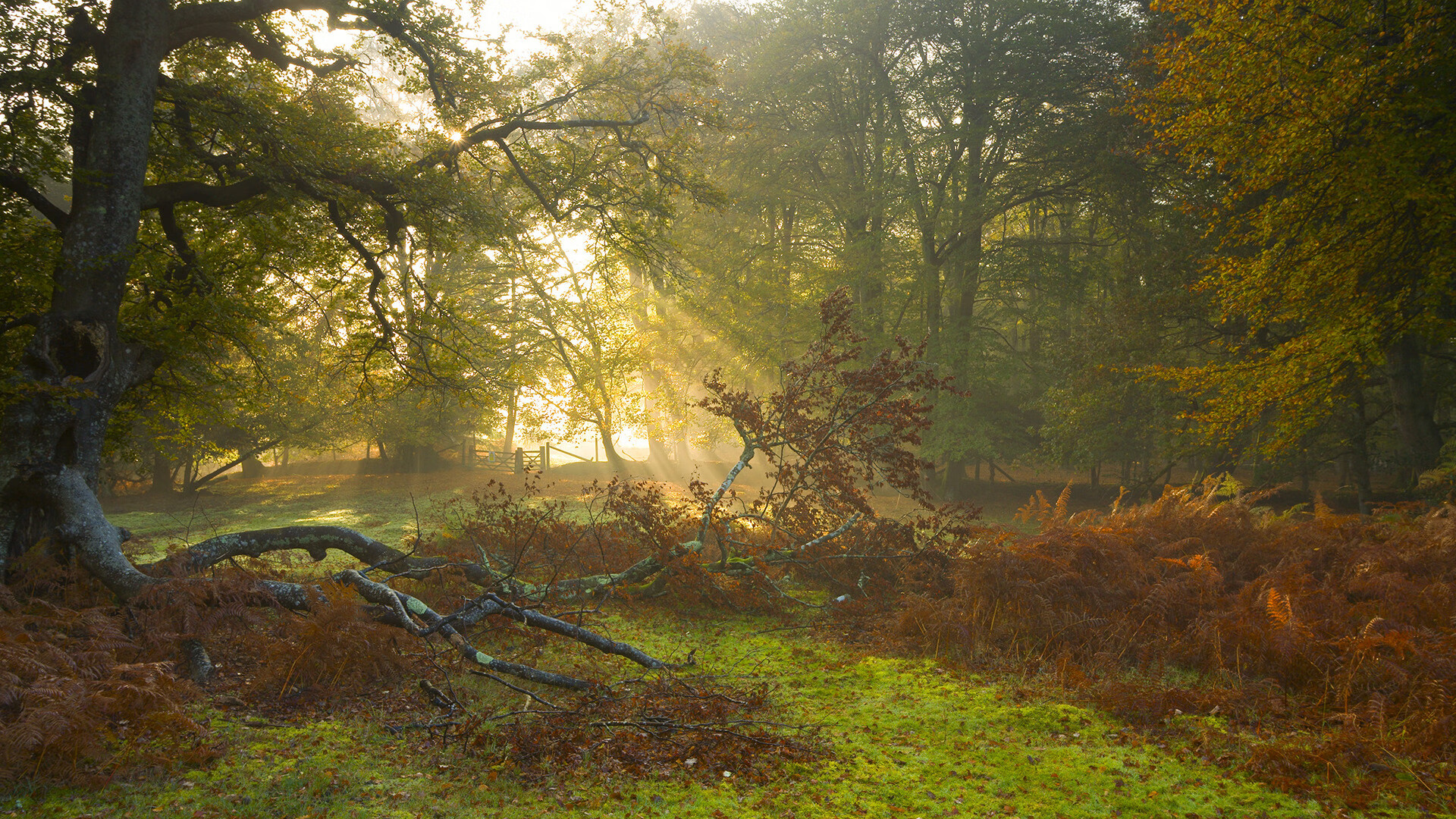 NBA总决赛级绞杀！新西兰爆冷背后，是一部弱者的狂飙逆转史